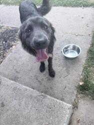 Found/Stray Male Dog last seen Spangles, Park City, KS 67219