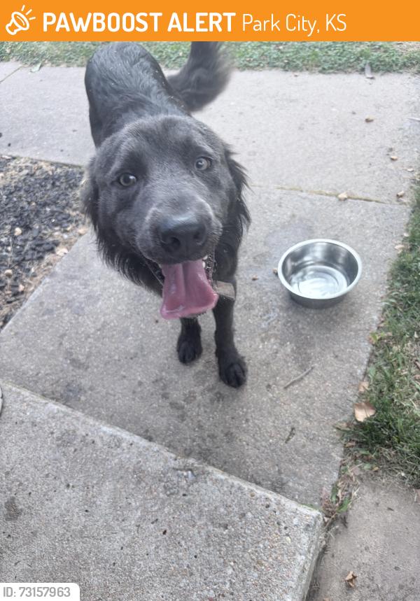 Found/Stray Male Dog last seen Spangles, Park City, KS 67219