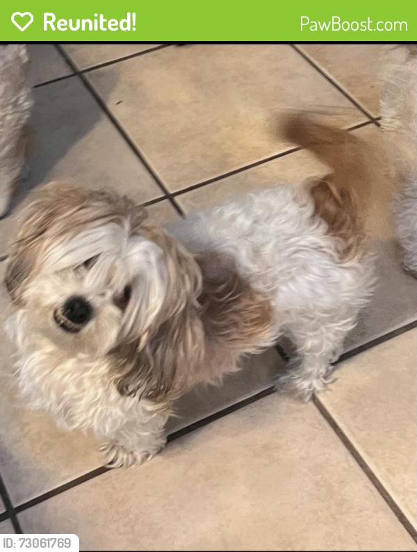Reunited Female Dog last seen Near street valalla ests comunity, Albuquerque, NM 87121