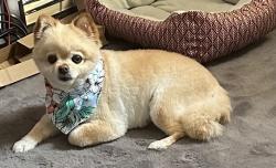 Reunited Male Dog last seen 65th and Glendale, Milwaukee, WI 53218