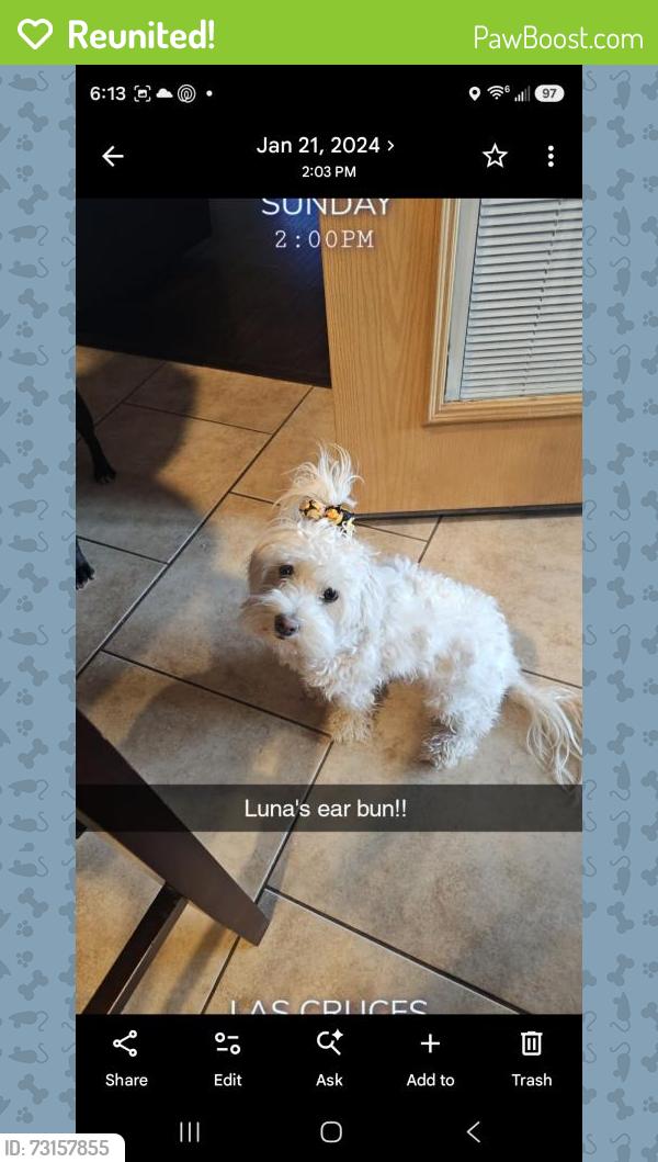 Reunited Female Dog last seen ENGLER AND JORNADA, Las Cruces, NM 88012
