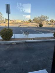 Found/Stray Male Dog last seen Six Beans, Apple Valley, CA 92308