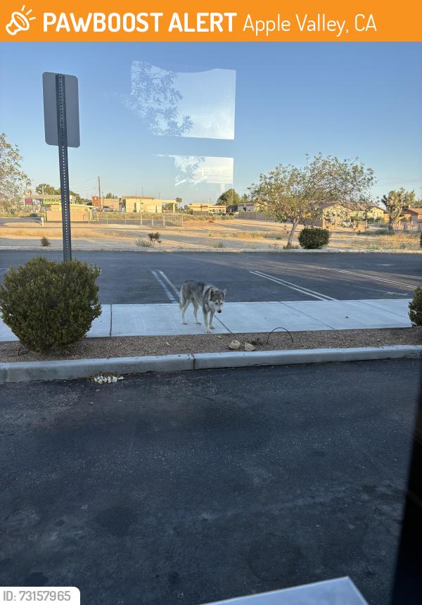 Found/Stray Male Dog last seen Six Beans, Apple Valley, CA 92308