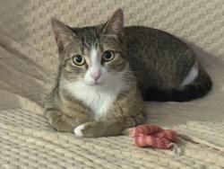 Reunited Female Cat last seen Keele st & Calvington Dr near Pioneer Gas, Toronto, ON 