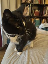 Lost Male Cat last seen Elm St and Cherry St in Gardner, MA, Gardner, MA 01440