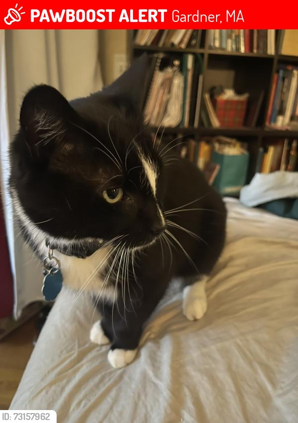 Lost Male Cat last seen Elm St and Cherry St in Gardner, MA, Gardner, MA 01440