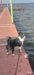 Lost Male Dog last seen Northpark, Mabank, TX 75147