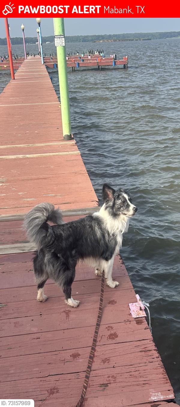 Lost Male Dog last seen Northpark, Mabank, TX 75147