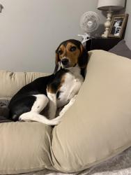 Reunited Male Dog last seen Backwoods & Johnson, Moyock, NC 27958