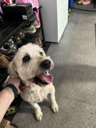 Reunited Female Dog last seen Newman Road in Fairfax Station Road, Clifton, VA, Union Mill, VA 20124