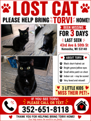 Lost Female Cat last seen 43rd ave and 50th st, Kenosha, WI 53144