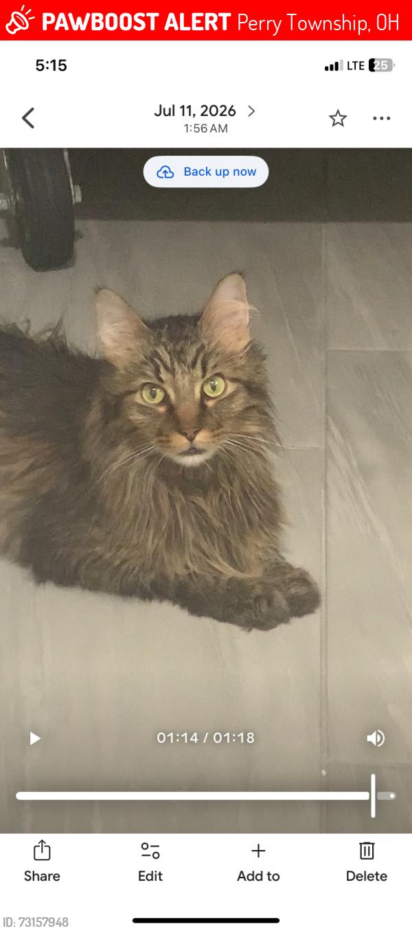 Lost Male Cat last seen Perry Storage on Genoa Rd. Near Southway, Perry Township, OH 44706