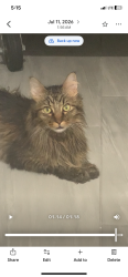 Lost Male Cat last seen Perry Storage on Genoa Rd. Near Southway, Perry Township, OH 44706