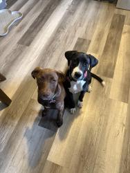 Reunited Female Dog last seen our back yard, Lebanon, PA 17046