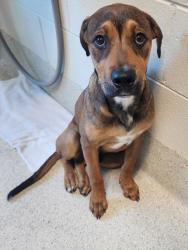 Shelter Stray Male Dog last seen Near W Columbia, PONTIAC, MI, 48341, 1200 N Telegraph Building 42E, Pontiac, MI 48340, USA