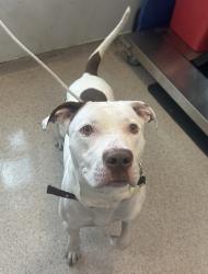 Shelter Stray Male Dog last seen Moshulu Parkway N, BRONX, NY, 10467, 326 E 110th St, New York, NY 10029, USA