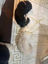 Reunited Female Dog last seen Citico ave, Chattanooga, TN 37402