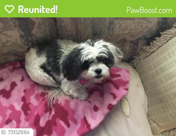 Reunited Female Dog last seen Commerce St by KROGER in Hernando MS, Hernando, MS 38632