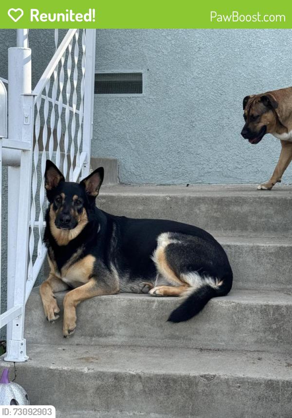 Reunited Female Dog last seen College ave, Bakersfield, CA 93306
