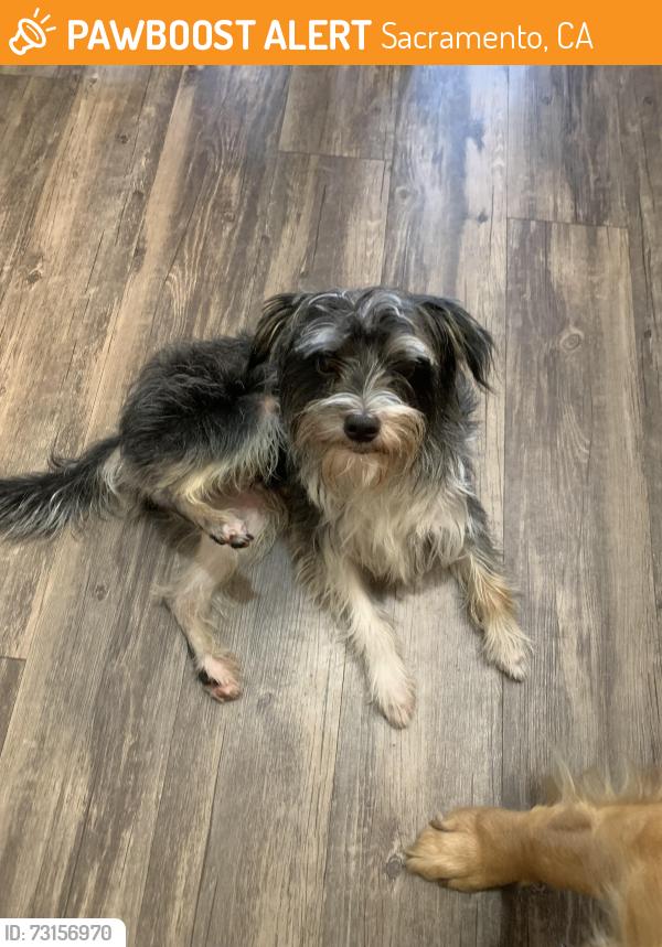 Found/Stray Male Dog last seen Havenwod Cir, Sacramento, CA 95831