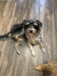 Found/Stray Male Dog last seen Havenwod Cir, Sacramento, CA 95831