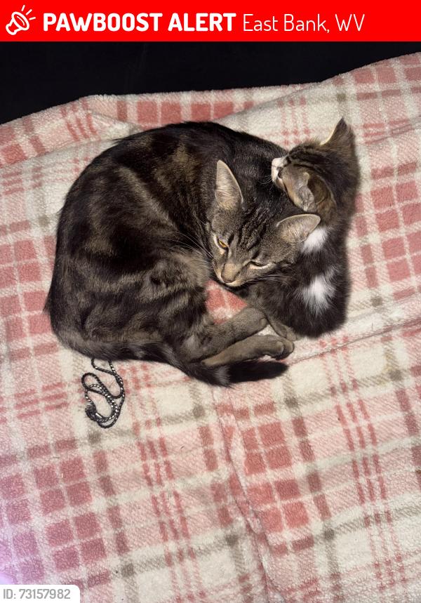 Lost Male Cat last seen Near first Ave east bank, East Bank, WV 25067