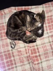 Lost Male Cat last seen Near first Ave east bank, East Bank, WV 25067