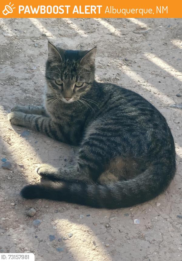 Found/Stray Unknown Cat last seen Stanford Silver, Albuquerque, NM 87106