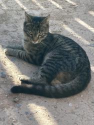 Found/Stray Unknown Cat last seen Stanford Silver, Albuquerque, NM 87106