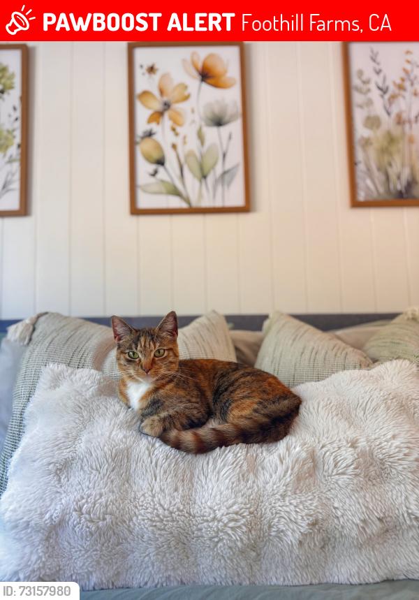Lost Female Cat last seen Andrea & leatherwood way, Foothill Farms, CA 95842