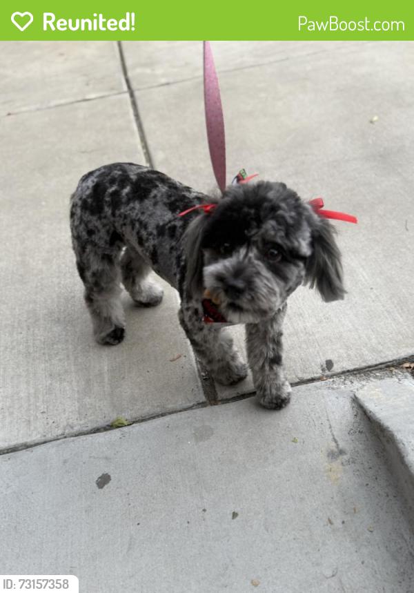 Reunited Female Dog last seen Near N Arrowhead Ave, San Bernardino, CA 92405, USA, San Bernardino, CA 92405