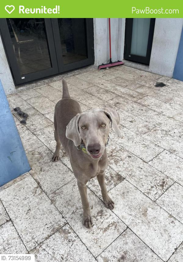 Reunited Male Dog last seen SW 132 Ave & Quail Roost, Miami-Dade County, FL 33157
