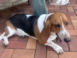 Reunited Female Dog last seen Nicolas near Sunrise, Blue Point, NY 11715