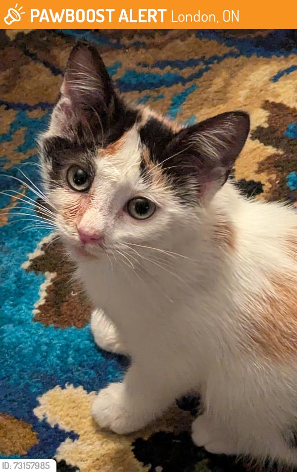 Found/Stray Female Cat last seen Gainsborough and Aldersbrook Road, London, ON 