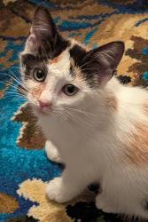 Found/Stray Female Cat last seen Gainsborough and Aldersbrook Road, London, ON 