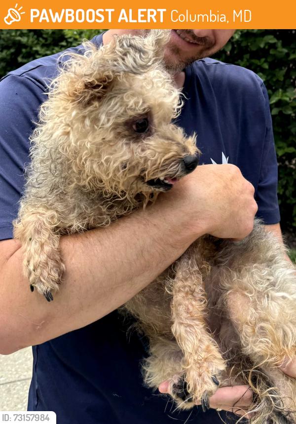 Found/Stray Female Dog last seen Windstream Dr. And Governor Warfield Pkwy. Columbia mall, Columbia, MD 21045