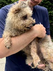 Found/Stray Female Dog last seen Windstream Dr. And Governor Warfield Pkwy. Columbia mall, Columbia, MD 21045