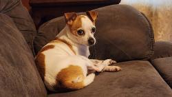 Lost Male Dog last seen Cloyds Creek and Meadow Rd West, Greenback, TN 37742