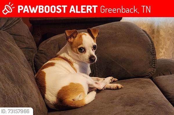 Lost Male Dog last seen Cloyds Creek and Meadow Rd West, Greenback, TN 37742