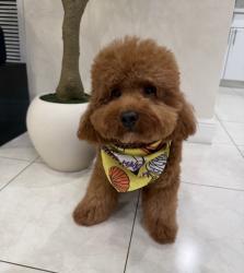 Reunited Male Dog last seen royal green, Kendall, FL 33176