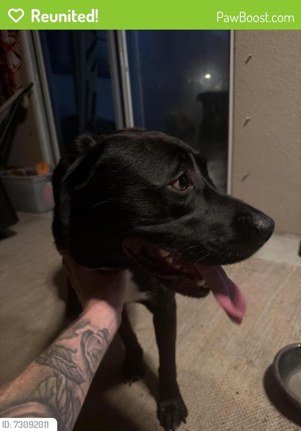Reunited Male Dog last seen SE Coral Reef street, Port St. Lucie, FL 34986