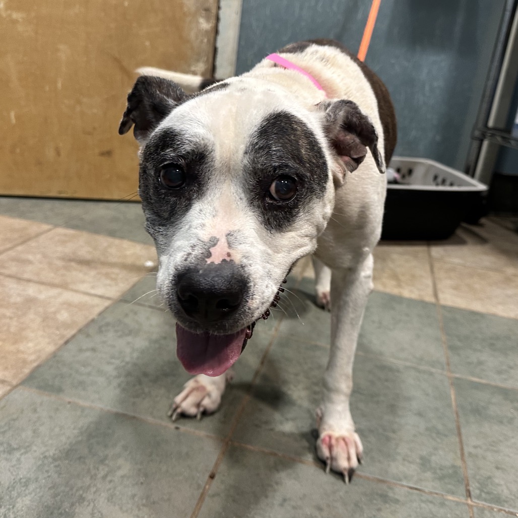 Shelter Stray Female Dog last seen , 4500 N Access Rd, Chattanooga, TN 37415, USA