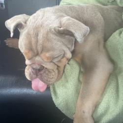 Shelter Stray Male Dog last seen , 980 Guilford College Rd, Greensboro, NC 27409, USA