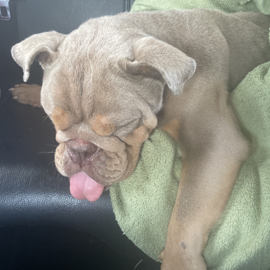 Shelter Stray Male Dog last seen , 980 Guilford College Rd, Greensboro, NC 27409, USA
