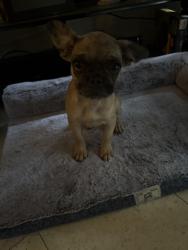 Reunited Female Dog last seen Culberson and bloom ave, San Antonio, TX 78225