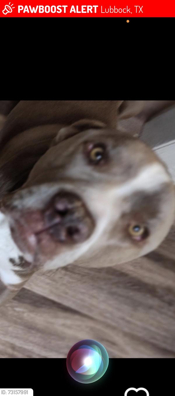 Lost Male Dog last seen Detroit, Lubbock, TX 79413