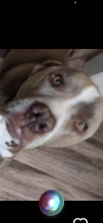 Lost Male Dog last seen Detroit, Lubbock, TX 79413