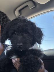 Lost Female Dog last seen Red oak dr, Houston, TX 77090