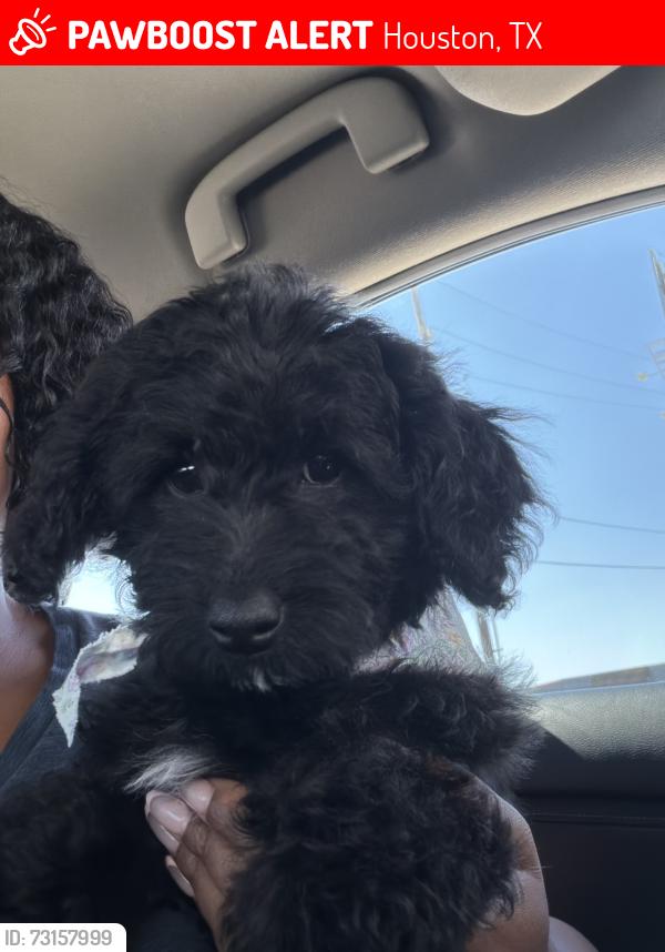 Lost Female Dog last seen Red oak dr, Houston, TX 77090