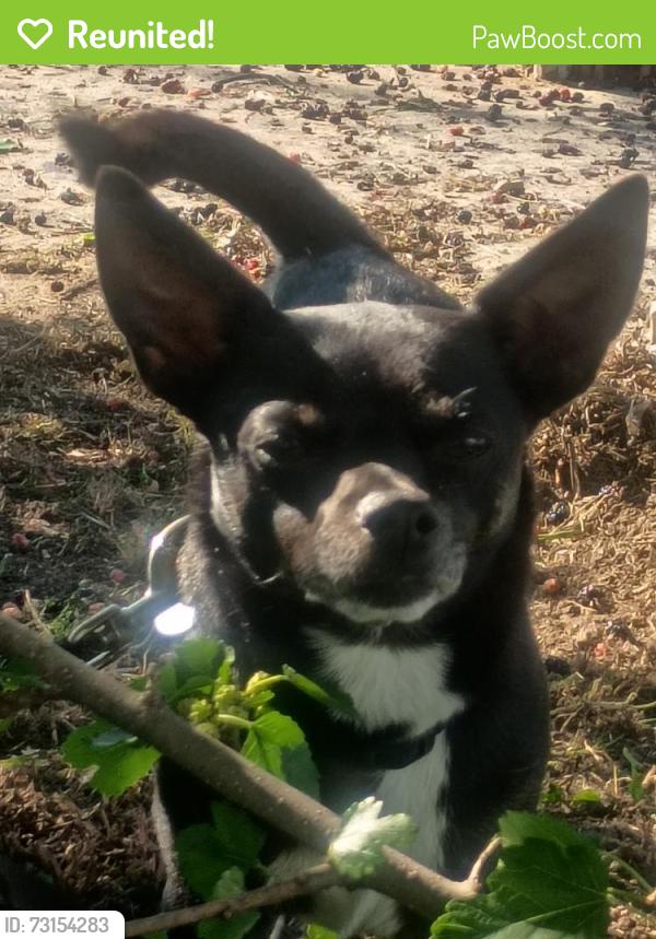 Reunited Unknown Dog last seen Meade St. /Florida Ave, Appleton, WI 54911